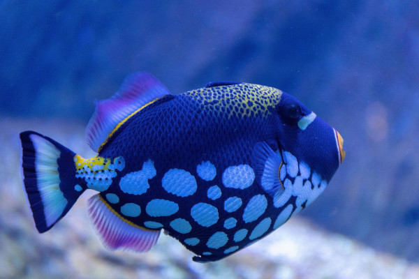 Clown triggerfish